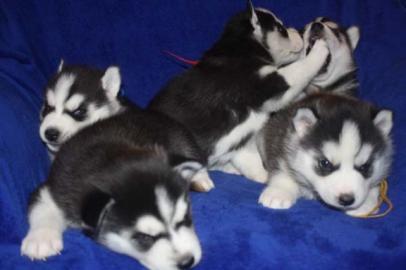 Reinrassige Siberian Husky Welpen mit w