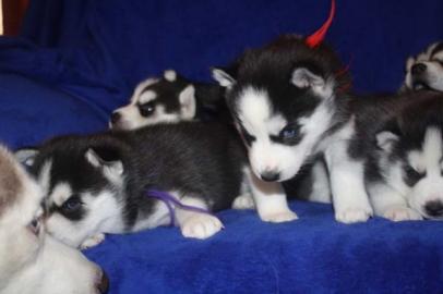 Reinrassige Siberian Husky Welpen mit w