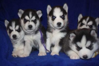 Reinrassige Siberian Husky Welpen mit w