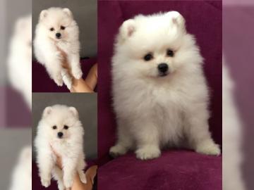 Pomeranian Zwergspitz wei�e Teddy B�rche