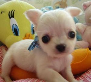 Adorable Typvolle Chihuahua Welpen mit P