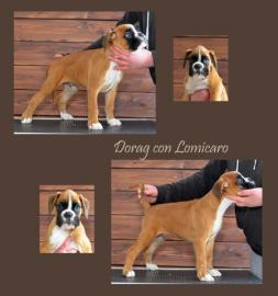 Boxer � Welpen