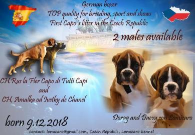 Boxer � Welpen
