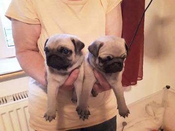sch�ne Mops Welpen 12 Wochen auf der Suc