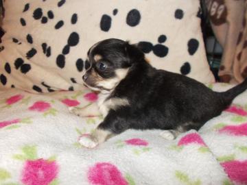 Super s??e MINI chihuahua welpen mit Pa