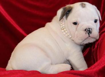 englische bulldogge welpen