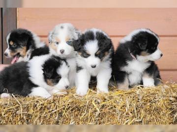 Wundersch�ne Australian Shepherd Welpen