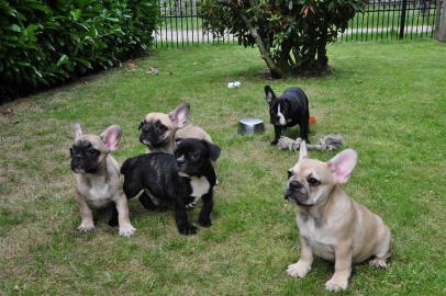 Typvolle Franz.  Bulldoggen Welpen