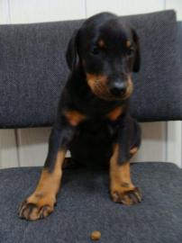 Dobermann Welpen