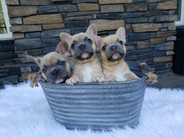 Franz�sische Bulldogge