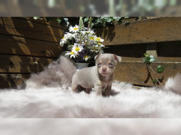 Chihuahua Welpen mit Ahnentafel lilac sc