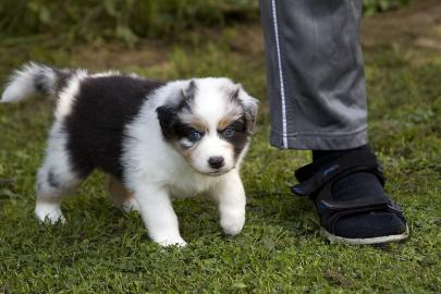 Bildsch�ne Australian Shepherd Welpen