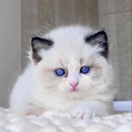 Zu Hause aufgezogene Ragdoll-K�tzchen