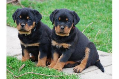 Reinrassige rottweilerwelpen mit papiere