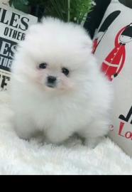 Zwergspitz / Pomeranian welpen aus FCI /