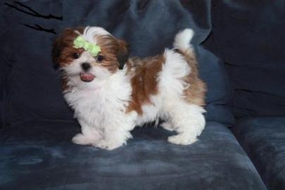 Shi-tzu Mix welpen