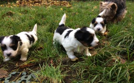 Biewer-Yorkshire-Terrier