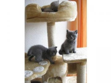 Britisch Kurzhaar Katzen