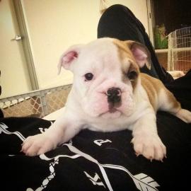 Reinrassige Englische Bulldoggen welpen
