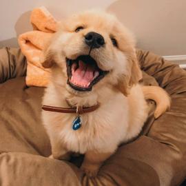 Golden Retriever Welpen zur Annahme,. 