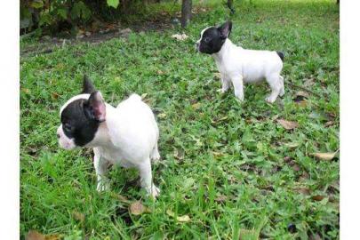 Franz�sische Bulldogge Welpen mit Papier