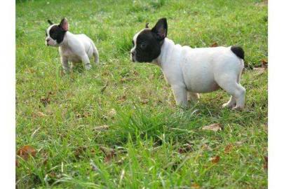 Franz�sische Bulldogge Welpen mit Papier