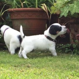 Jack Russell Terrier Welpen
