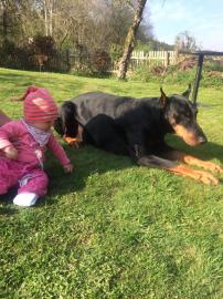 Dobermannwelpen, aus renomierter,