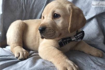 Labrador Welpen mit Papieren##//