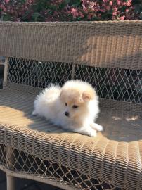 Zwergspitz / Pomeranian Welpen.  creme un