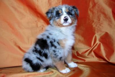 Australian Shepherd Welpen