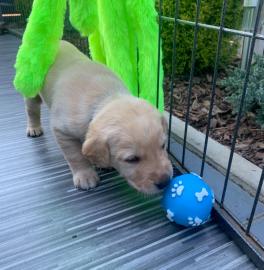 S??e Labrador Retriever Welpen erh?ltlic