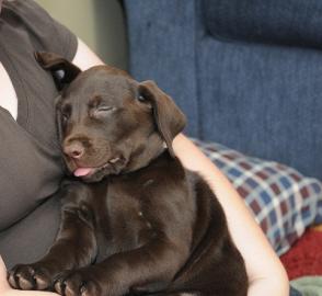 wir haben sehr nette Labrador-Welpen f�r