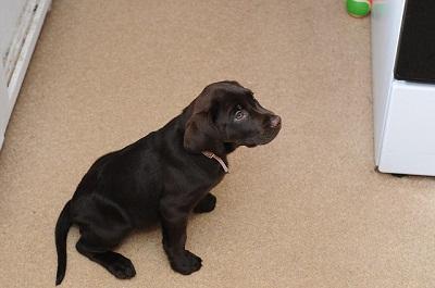wir haben sehr nette Labrador-Welpen f�r