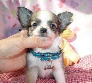 Reinrassige Chihuahuawelpen: 3 Rden & 3