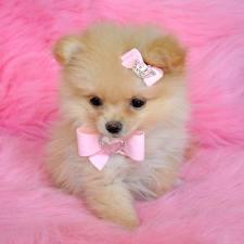 Pomeranians WELPEN