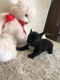 Franz�sische Bulldogge