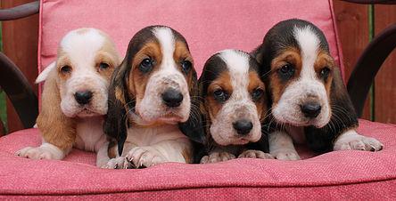 Basset-Hound-Welpen mit FCI-
