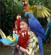 handzahme Papageienbabys