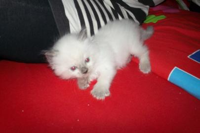 Zwei wundersch�ne Ragdollbabys