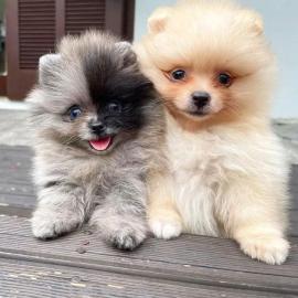 MINI-Pomeranian Welpen mit Papieren