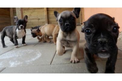 S��e Franz�sische Bulldogge welpen