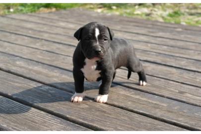 American-Pitbull-Blue-Line-Welpen