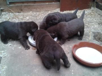 Zuckers��e Labrador retriever Welpen