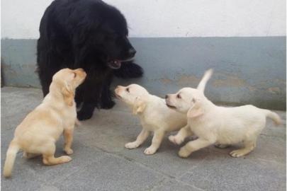 Zuckers��e Labrador retriever Welpen