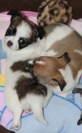 wunderschne Chihuahua-Babies, Lang/Kurz