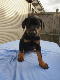 Dobermannwelpen