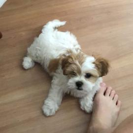 Lhasa Apso Welpen verf?gbar