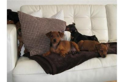 Zwergpinscher-Zwergrehpinscher-Rehpinsch