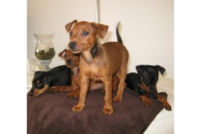 Zwergpinscher-Zwergrehpinscher-Rehpinsch
